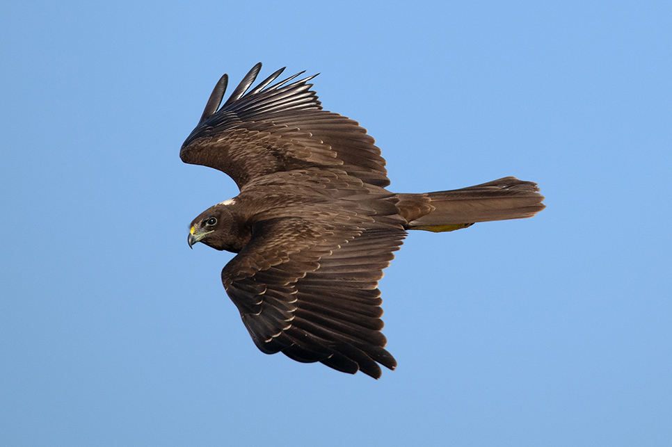 Falco